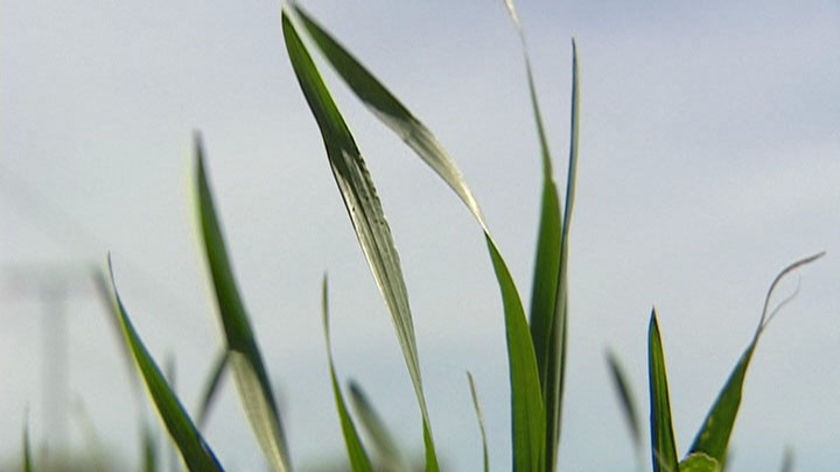 Hot spring weather is wilting Mallee crops.