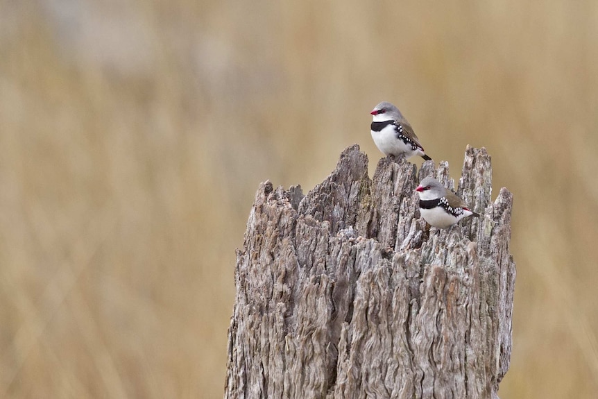 Two small birds with speckles and red beaks sit on an old tree