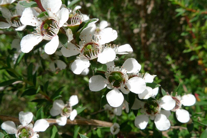 Common tea-tree plant flowering.