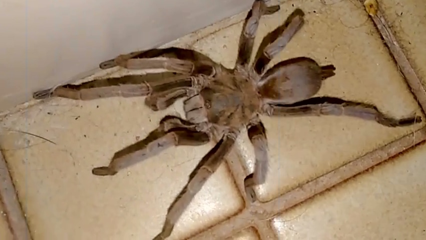 Big hairy brown spider with fat abdomen