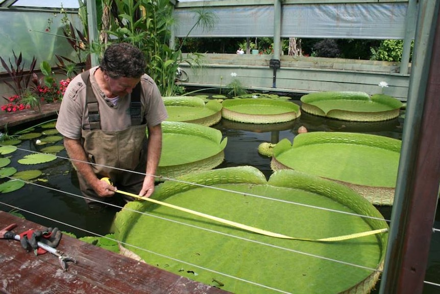 Geoff Cochrane measures his giant water lily