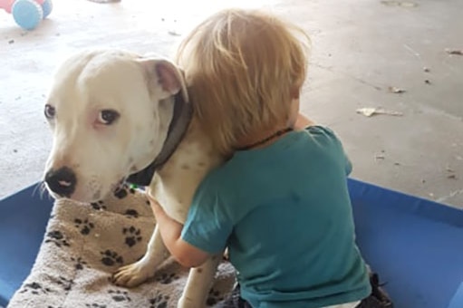Chaplin family's 10-month-old dog American Staffy Chaos looks at camera as their 18-month-old child hugs him.