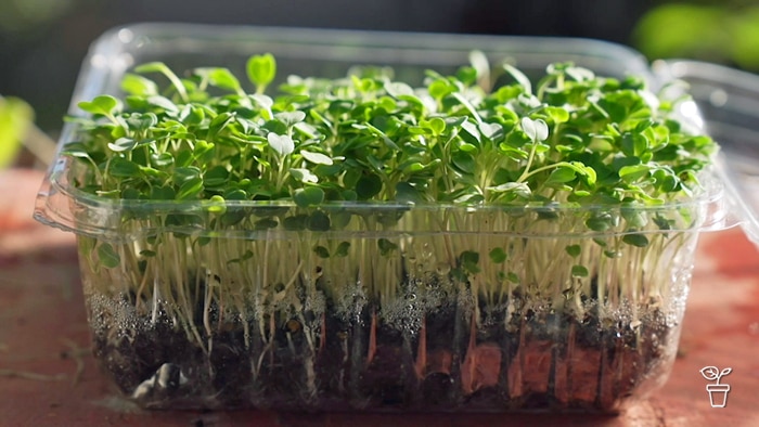 Seedlings growing in a clear plastic container