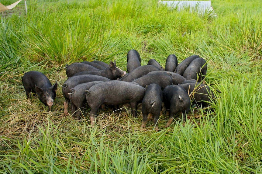 A group of young black pigs feeding in long, green grass.