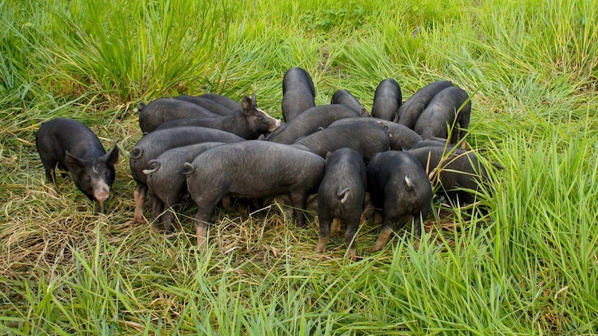 A group of young black pigs feeding in long, green grass.