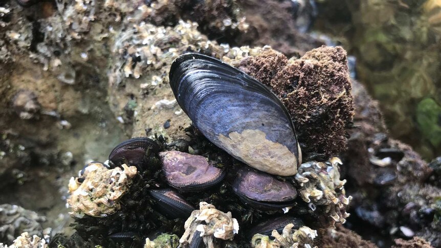 A close up of a wild blue mussel
