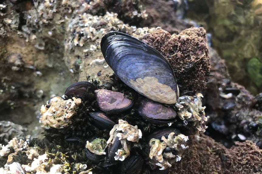 A close up of a wild blue mussel