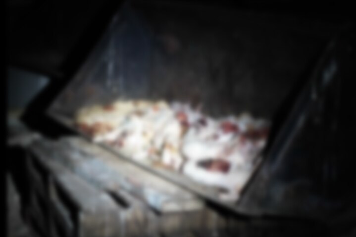 A blurry still frame showing pigs on the ground inside a piggery.