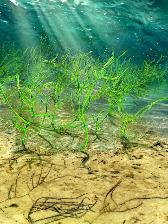 Seaweed