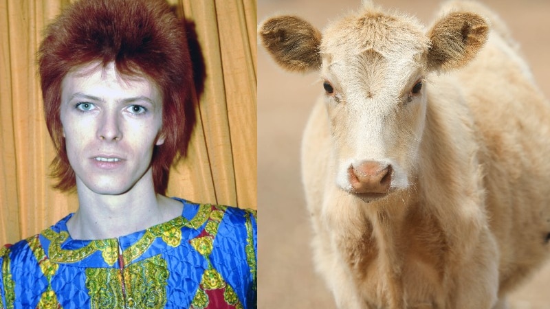 man with big red hair and shiny blue red and gold costume and a white cow