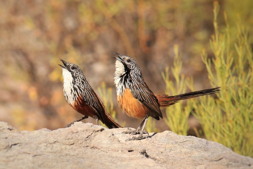 Two small birds perched on a flat rock on a sunny day. 