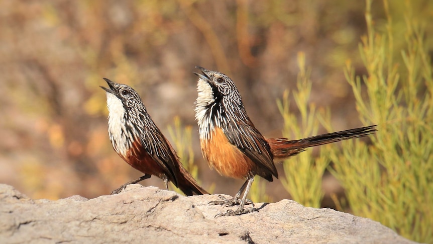 Two White Throated Grass wrens sitting on a rock with their beaks open