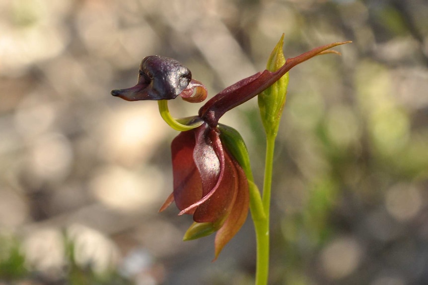 Caleana major or Flying Duck Orchid