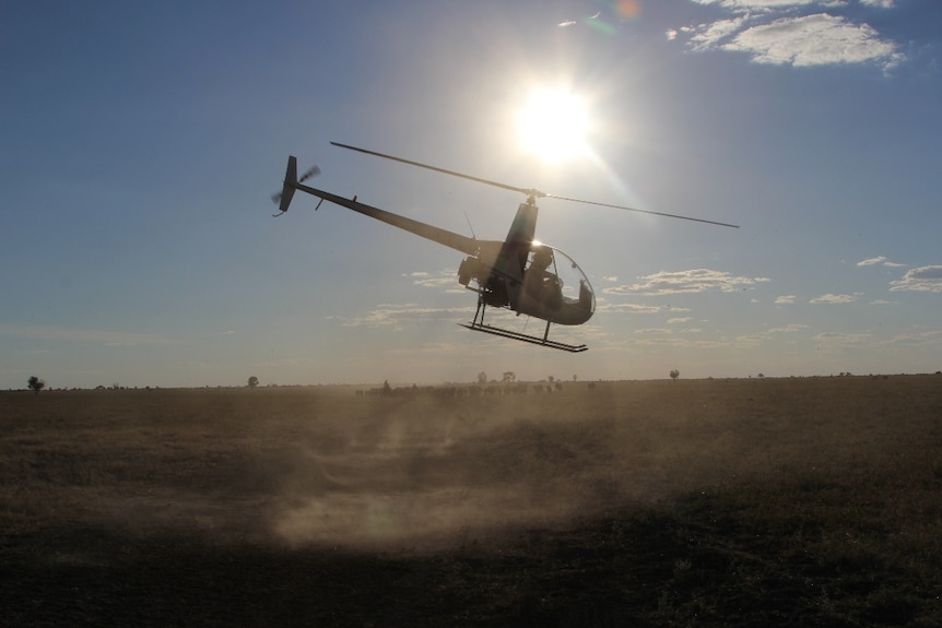 A helicopter mustering cattle on Anthony Lagoon Station