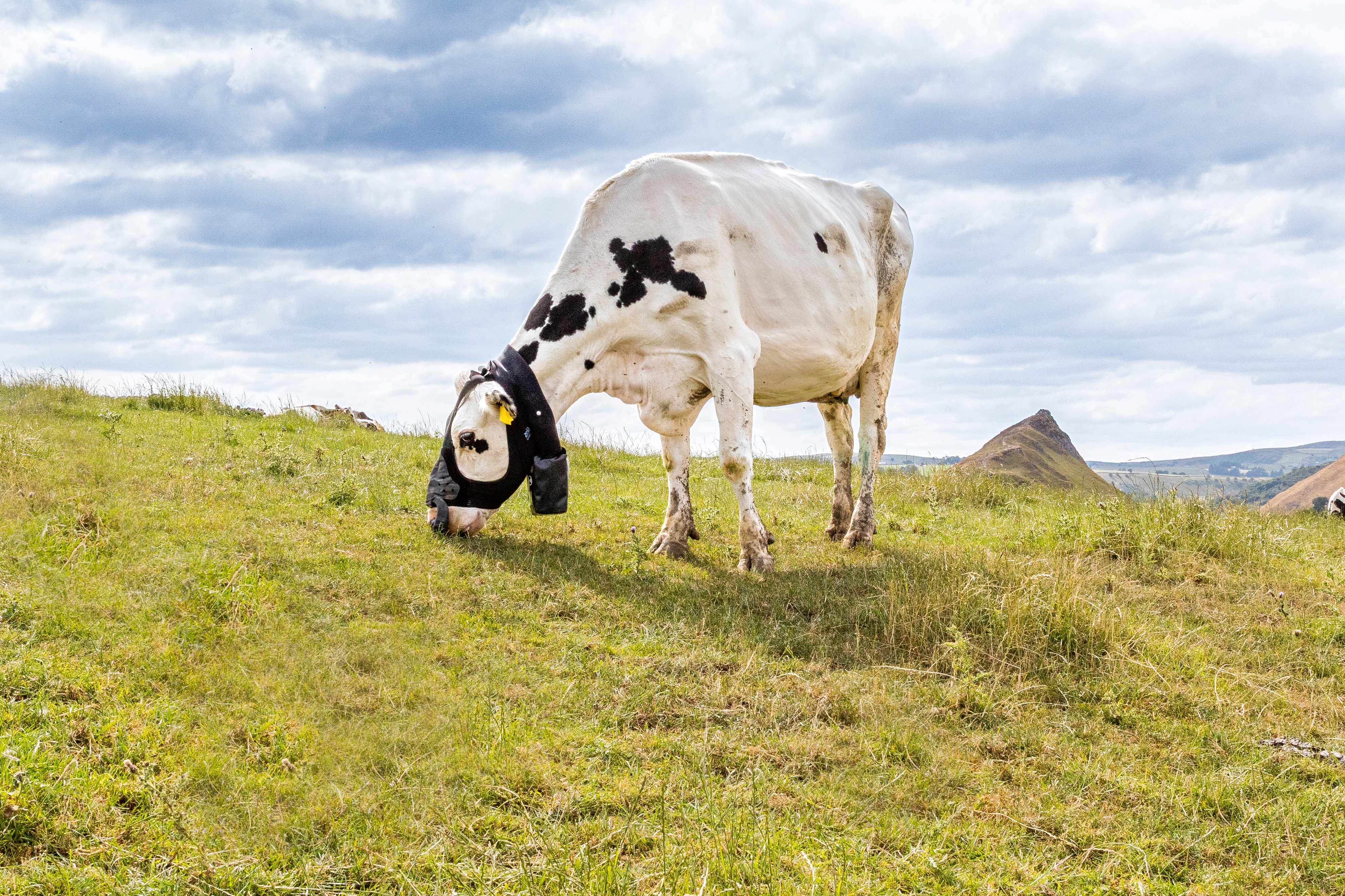Rubber mask helps to track cattle methane emissions in real time