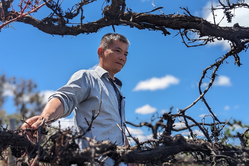 A middle-aged Chinese man, Meiqing, looks at his damaged grape vines under a blue sky.