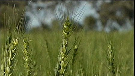 Heating wheat to test yields