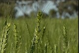 Wheat crops benefitting from rain