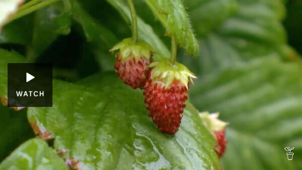 Ripe strawberries growing on a strawberry plant. Has Video.