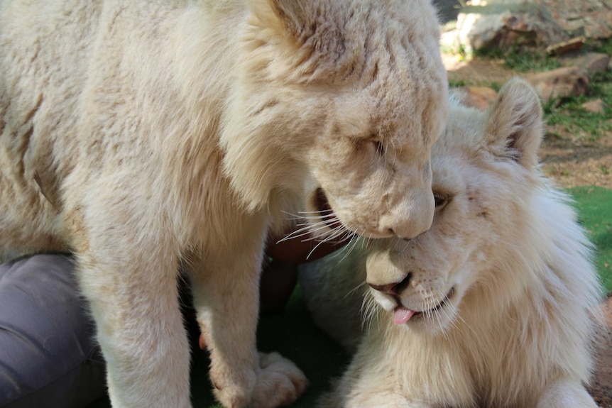 white lion cubs in Darwin