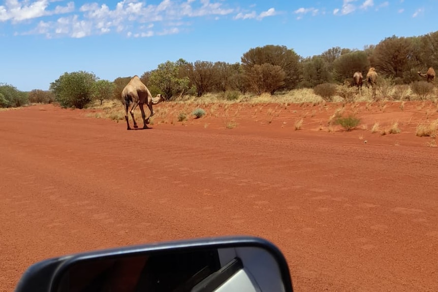 Some camels walking beside an unsealed red road.