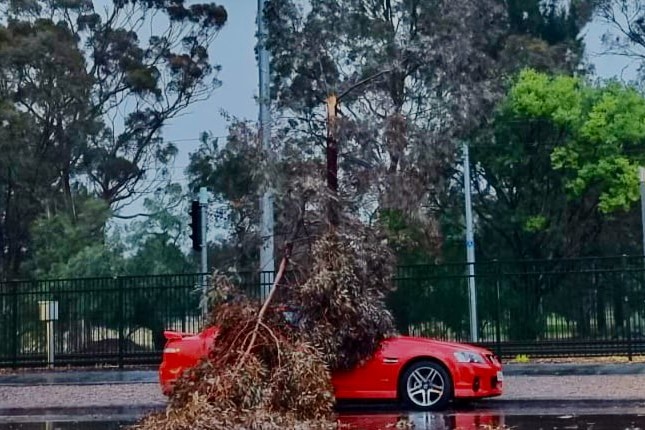 A car covered in a tree near a tramline