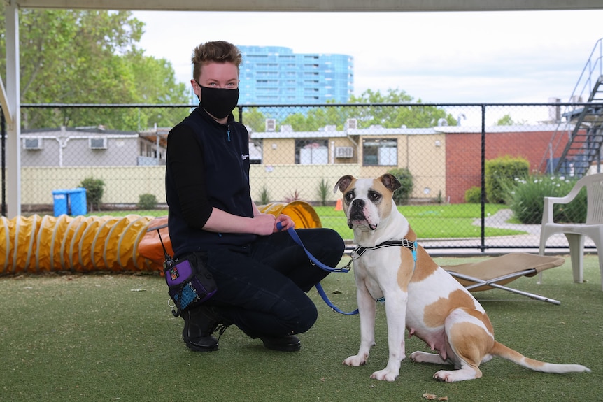 A woman who is squatting down next to a brown and white large dog holds her with a loose leash