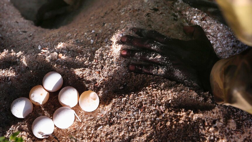 An indigenous soldier from NORFORCE removes turtle eggs from a nest on Wigram Island.