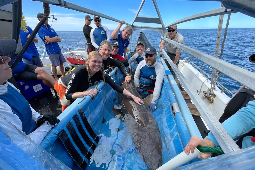 A woman and other people in wetsuits with a shark.