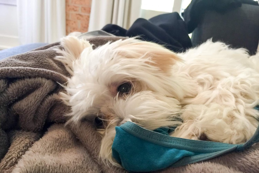 Maltese dog chewing underwear