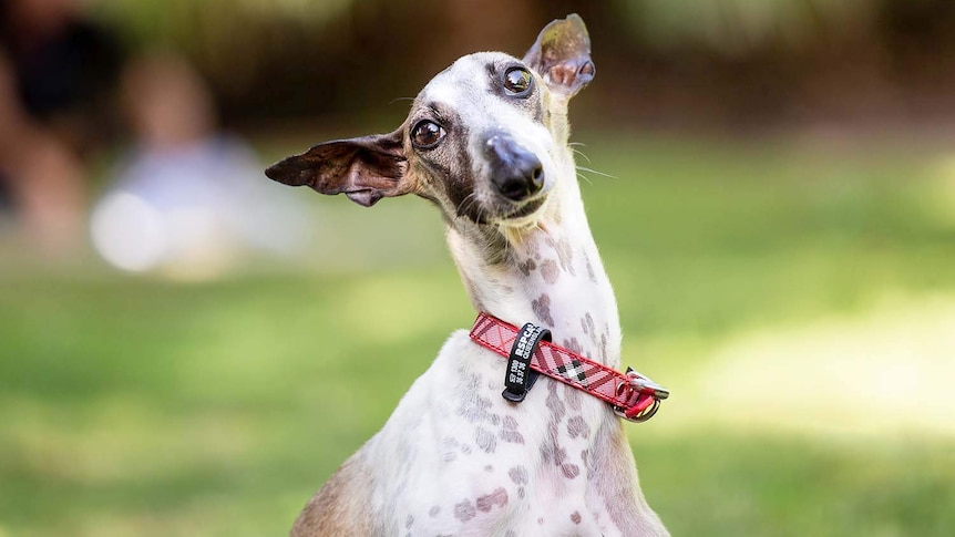 A white and brown dog rescued by RSPCA Queensland is now ready for adoption.