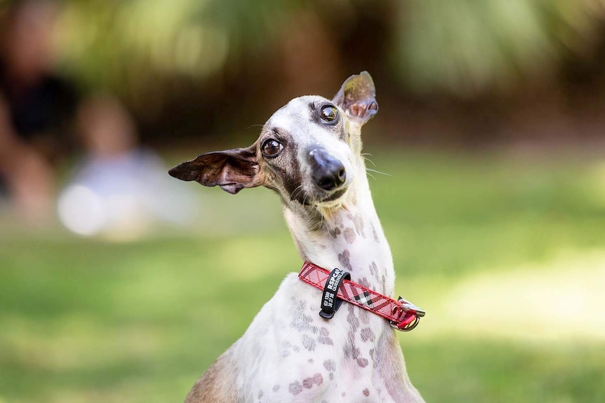 A white and brown dog rescued by RSPCA Queensland is now ready for adoption.