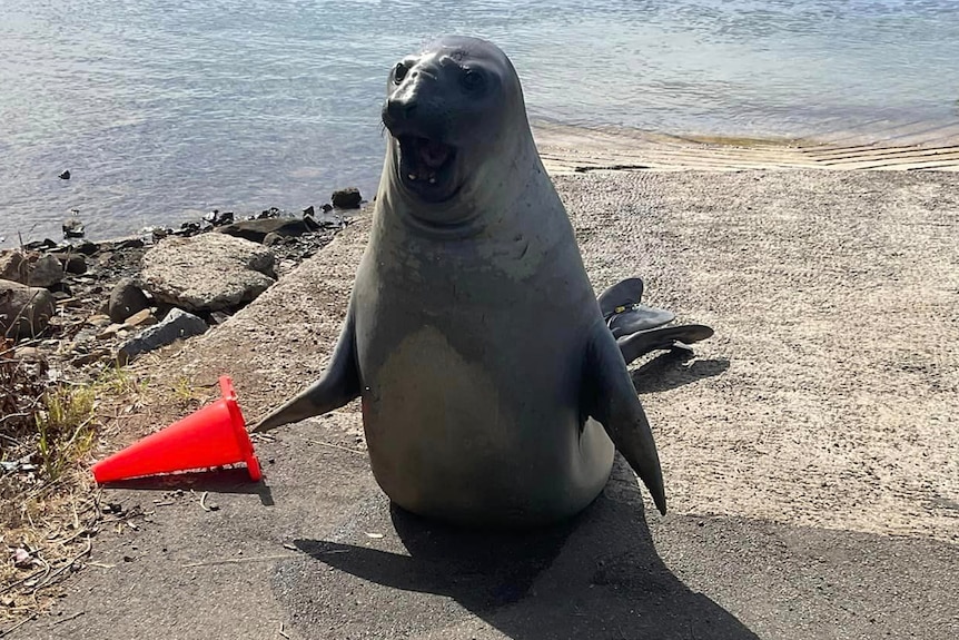 A juvenile elephant seal next to a traffic cone on a boat ramp.