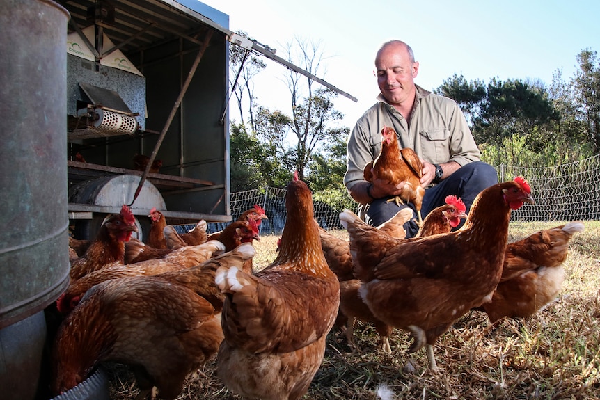 Adam Walmsley holds a chicken while surrounded by chickens feeding in a pen.