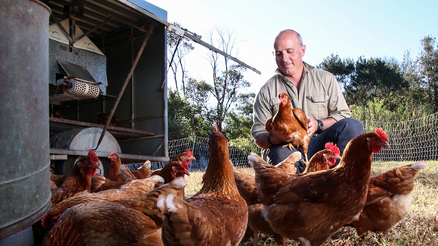 Adam Walmsley holds a chicken while surrounded by chickens feeding in a pen.