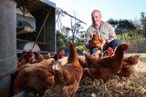 Adam Walmsley holds a chicken while surrounded by chickens feeding in a pen.