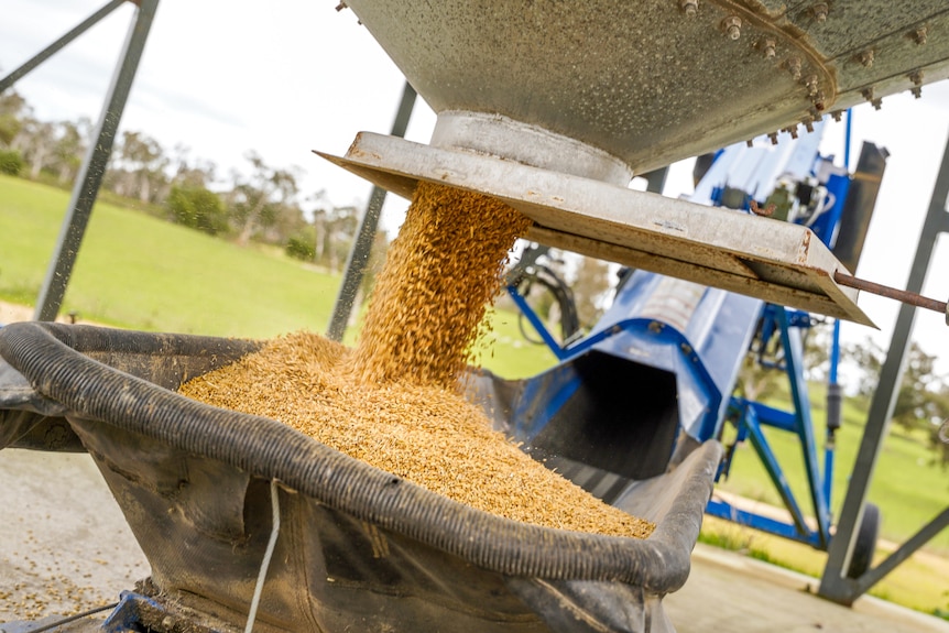 Barley on a grain belt with an auger