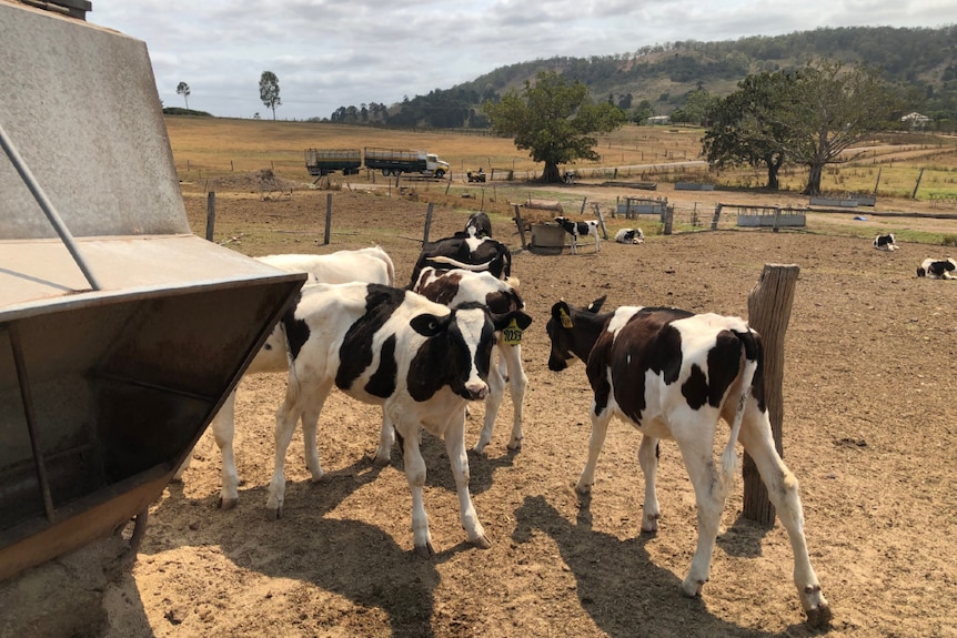 Calves in a pen.