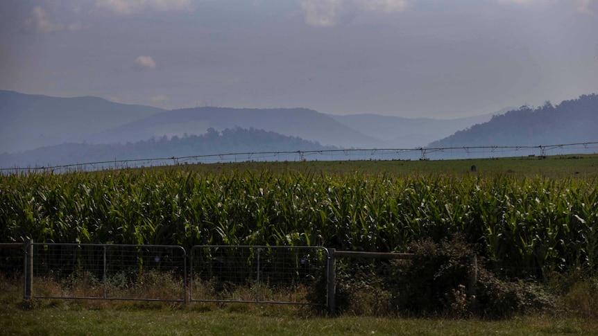 Smoke hanging over a crop in Tasmania's Derwent Valley.