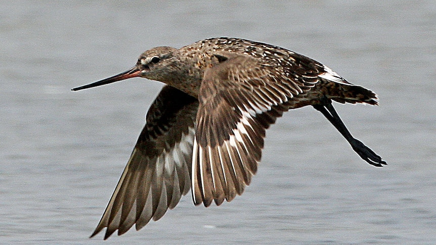 A Hudsonian Godwit, its wings flashing white, flies on South Beach. 31st July 2022