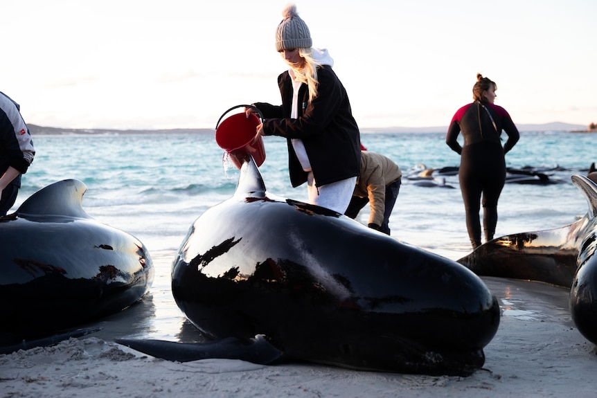 A woman tips a bucket of water over a whale