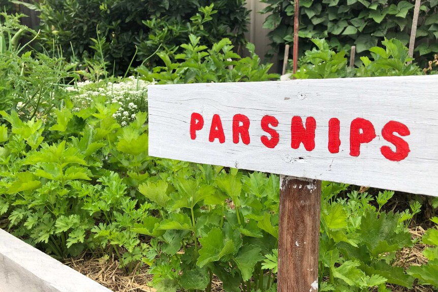 A line of parsnip in a community garden.