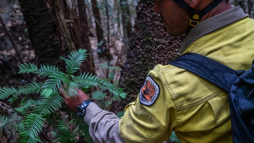 A ranger in yellow reaches out to touch a tree
