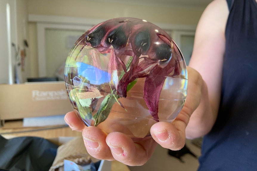 A round resin ornament with a Sturt's desert pea inside, held in a woman's hand with a box in background