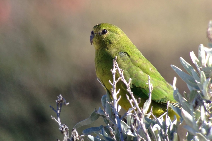 The Orange-bellied Parrot