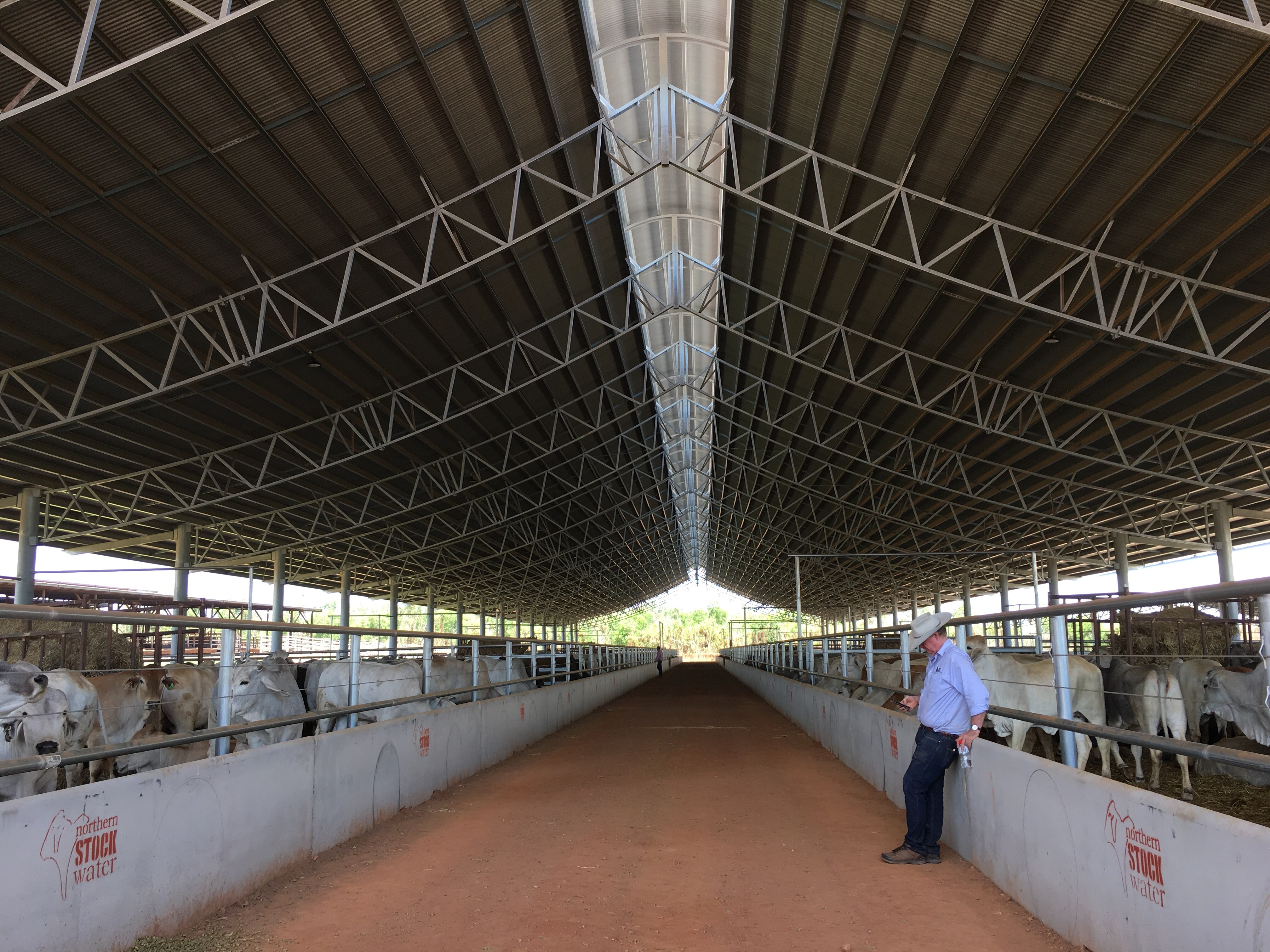 Cattleman waiting in Berrimah yards