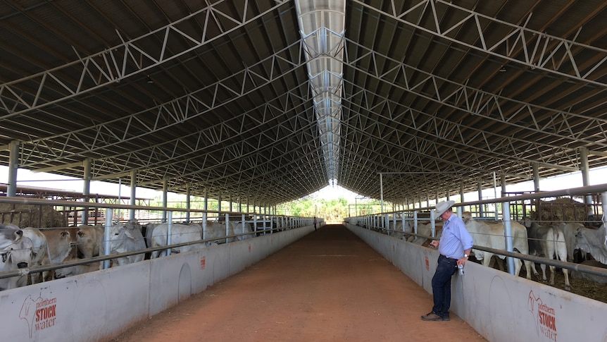 Cattleman waiting in Berrimah yards