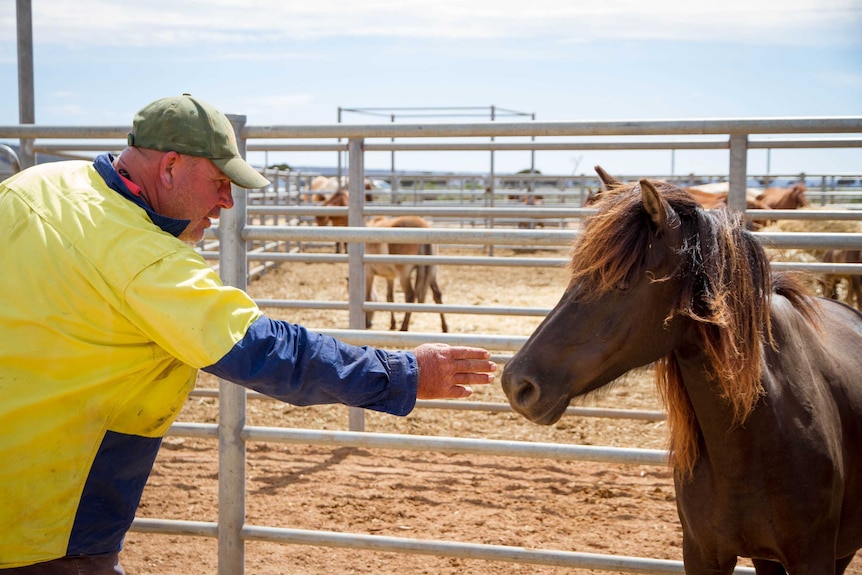 Trainer Nick reaches out to touch a brumby mare.