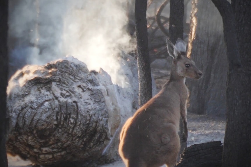 A kangaroo near a burnt out log following a bushfire 