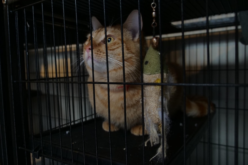 Teddy the ginger cat sits in his cage at an animal shelter in Windsor, New South Wales.